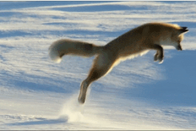 Cáo tuyết Bắc Cực săn mồi ra sao ở thời tiết lạnh -70 độ C