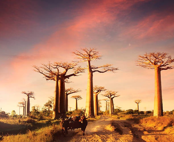 Bạn có thể thấy những cây bao báp với hình dáng độc đáo này ở Madagascar. Đã có nhiều du khách tới đây để được ngắm loài cây vĩ đại này. (Nguồn: iStockphoto)