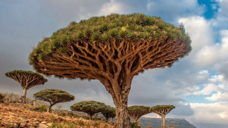 Chiêm ngưỡng vẻ đẹp siêu thực của những loài cây độc đáo trên thế giới
