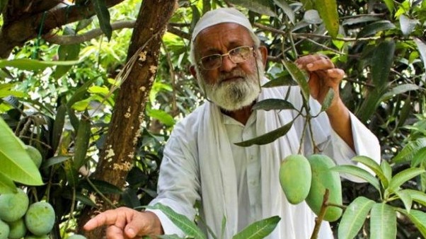 Ấn Độ: Thần kỳ 300 giống quả trên cùng một cây xoài của cụ ông 80 tuổi