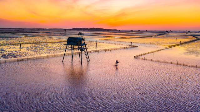 Sửng sốt vẻ đẹp của cánh đồng ngao trên bãi biển Thái Bình