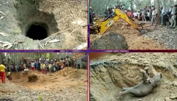 Ấn Độ: Dùng máy móc hạng nặng giải cứu thành công chú voi con từ giếng sâu 5 mét
