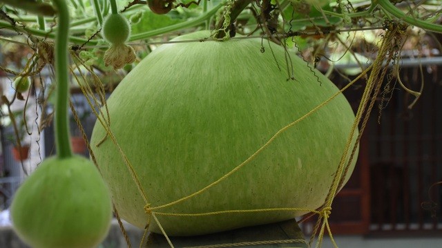 Hải Phòng: Độc lạ giàn bầu trăm trái siêu to khổng lồ, mỗi quả nặng 15 kg