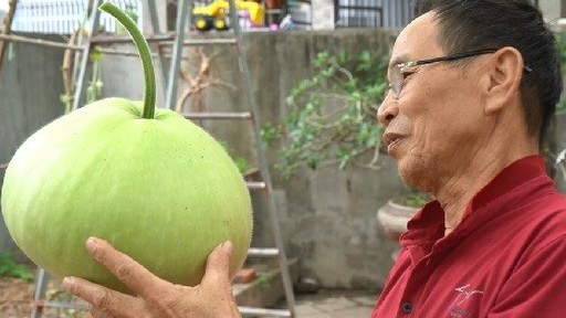 Hải Phòng: Độc lạ giàn bầu trăm trái siêu to khổng lồ, có quả nặng 15 kg