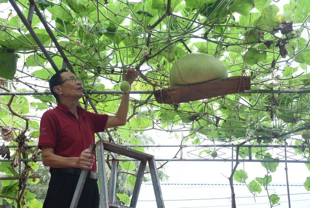 Hải Phòng: Độc lạ giàn bầu trăm trái siêu to khổng lồ, mỗi quả nặng 15 kg