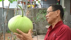 Hải Phòng: Độc lạ giàn bầu trăm trái siêu to khổng lồ, có quả nặng 15 kg