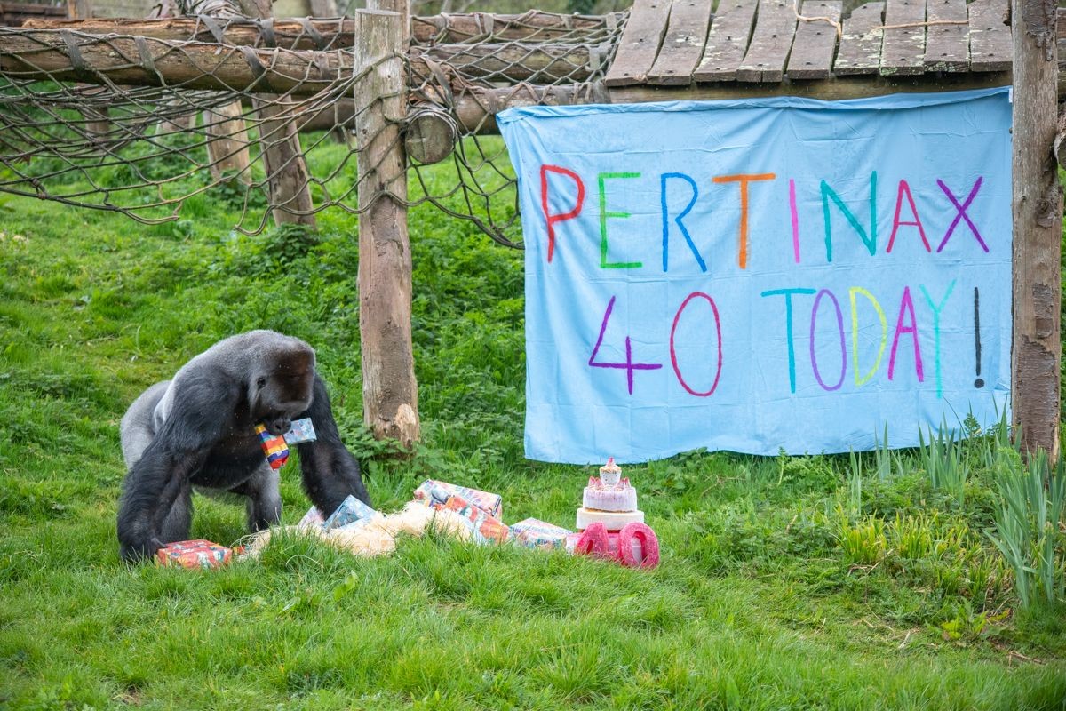 Anh: Chú khỉ đột đón sinh nhật tuổi 40 trong sở thú