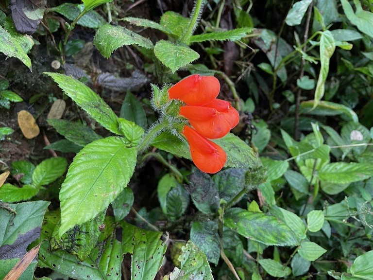 Ucuador tìm thấy loài hoa dại tuyệt đẹp từng đã tuyệt chủng cách đây hơn 40 năm