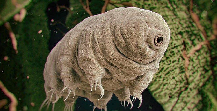 Water bear beetle - an 'immortal' creature that has existed for 530 million years