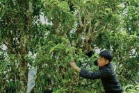 Ngắm rừng chè cổ thụ quý ở Điện Biên, chiêm ngưỡng Cây di sản Việt Nam