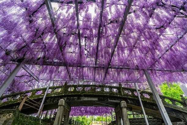 Nhật Bản: Ngắm cây hoa tử đằng 300 tuổi tán rộng 1.700 m2