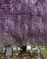 Nhật Bản: Ngắm cây hoa tử đằng 300 năm tuổi tán rộng 1.700 m²