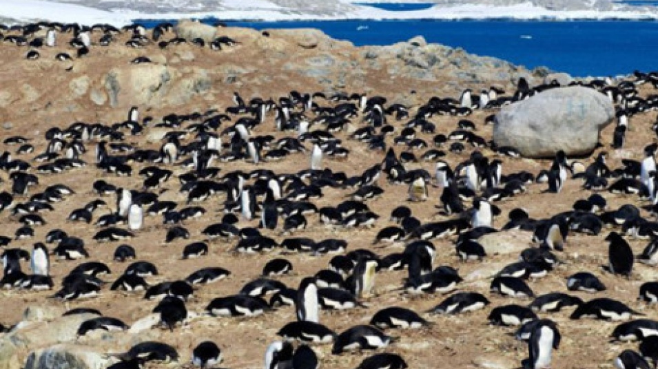 Chim cánh cụt rời bỏ Nam Cực vì băng tan nhanh chưa từng thấy