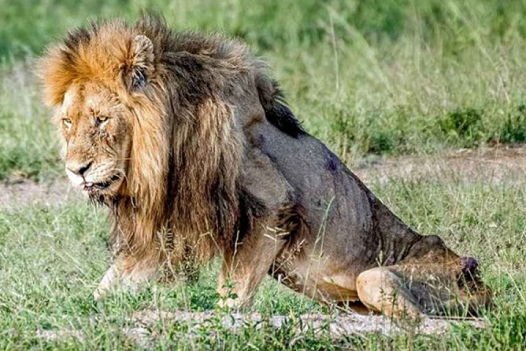 Giây phút cuối đời của chú sư tử Nam Phi kiệt sức vì đói