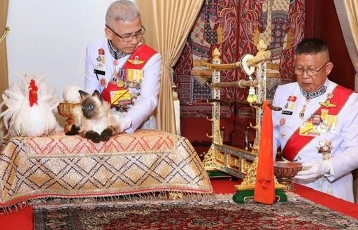Chú mèo gây xôn xao trong lễ đăng quang của Nhà vua Thái Lan