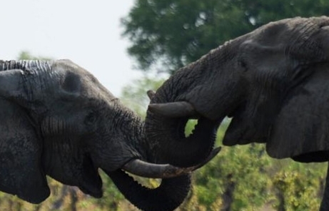 Zimbabwe “hốt bạc” từ bán voi cho Trung Quốc, Dubai