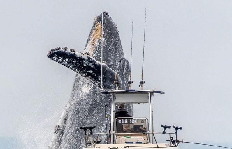 Khoảnh khắc kỳ thú: Cá voi lưng gù nặng hơn 20 tấn phi lên mặt nước