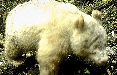 Trung Quốc: Lần đầu công bố hình ảnh gấu trúc hoang dã bị bạch tạng, đột biến gen