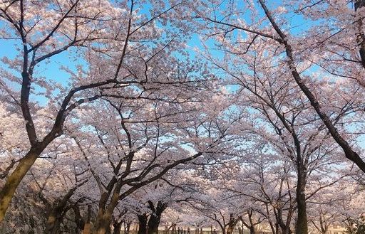 Nhật Bản: Choáng ngợp cảnh sắc hoa anh đào khoe sắc tuyệt đẹp như cổ tích