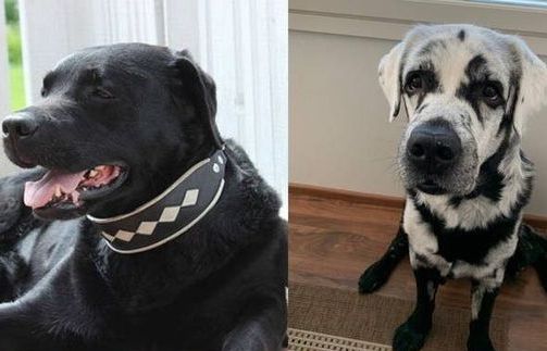 Chú chó nổi tiếng mạng xã hội vì bộ lông 'đổi đen thành trắng'