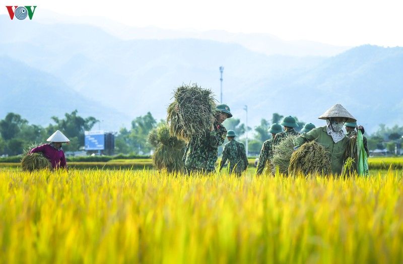 dep ngo ngang mua vang tren canh dong muong thanh