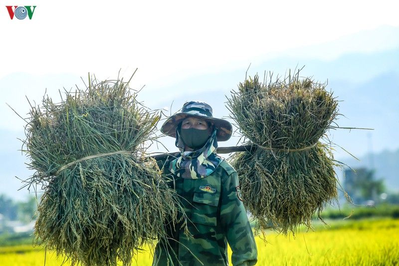 dep ngo ngang mua vang tren canh dong muong thanh