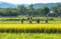 Đẹp ngỡ ngàng 'Mùa vàng' trên cánh đồng Mường Thanh