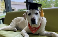 Mỹ: Chú chó 8 tuổi được trao bằng tiến sỹ
