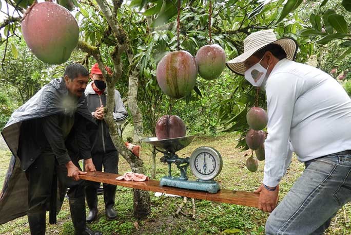 Vợ chồng nông dân thu trái xoài "khủng" 4,25kg lập kỷ lục thế giới