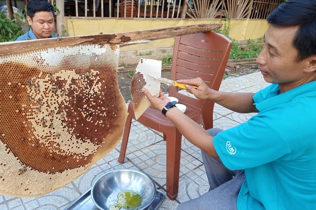 Đến rừng U Minh Hạ săn tổ ong siêu to