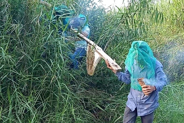 Đến rừng U Minh Hạ săn tổ ong siêu to