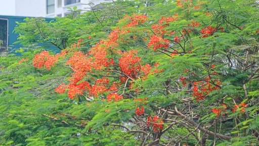 Hoa phượng rực rỡ sắc đỏ tô điểm phố phường Hà Nội