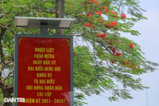 Hoa phượng rực rỡ sắc đỏ to điểm phố phường Hà Nội