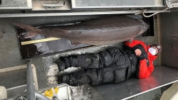 Mỹ: Bắt được cá tầm siêu hiếm, trăm năm tuổi, nặng hơn 100 kg