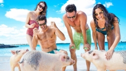 Bahamas: Hài hước cảnh lợn đuổi theo cắn du khách