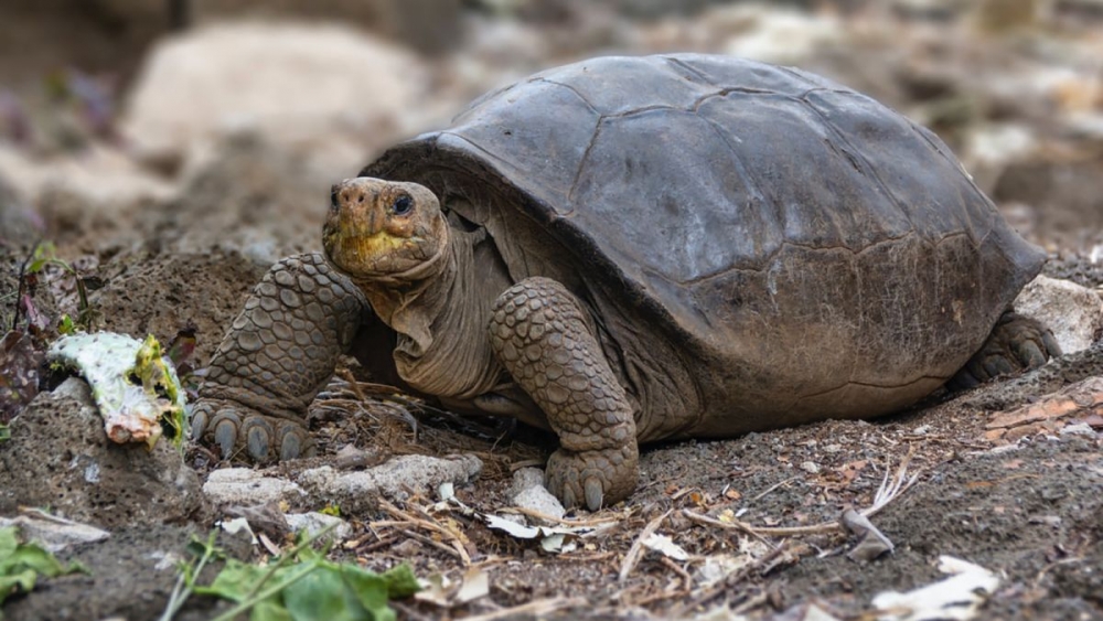 Ecuador phát hiện loài rùa có kích thước to lớn tưởng đã tuyệt chủng cách đây 100 năm