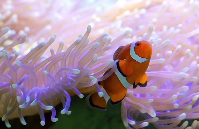 Lạc giữa cảnh thần tiên của những rạn san hô đầy màu sắc dưới đáy đại dương