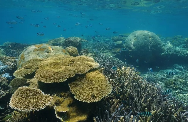 Lạc giữa cảnh thần tiên của những rạn san hô đầy màu sắc dưới đáy đại dương