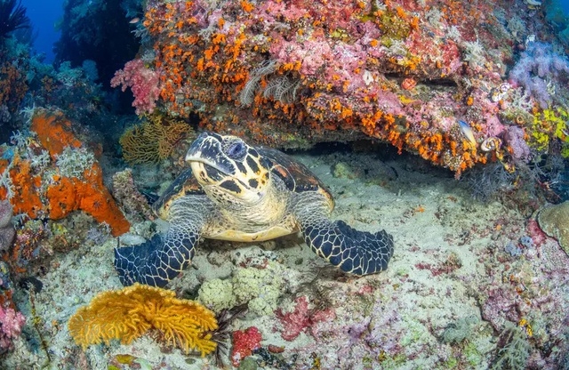 Xem hơn 100 ảnh về hình vẽ san hô  daotaonec