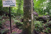 Panama: Thung lũng cây thân vuông hấp dẫn khách du lịch và giới khoa học