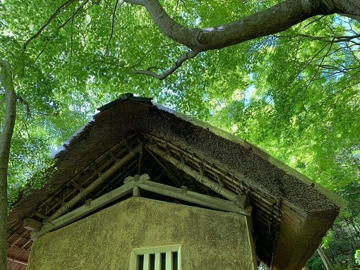 Nhật Bản: Ngôi đền cổ 1.500 tuổi nép dưới rừng cây