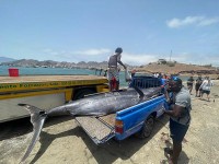Châu Phi: Con cá khổng lồ nặng 621kg mắc lưỡi câu