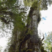 Chile: Cây đại thụ cổ nhất hơn 5.000 tuổi đang chết dần?