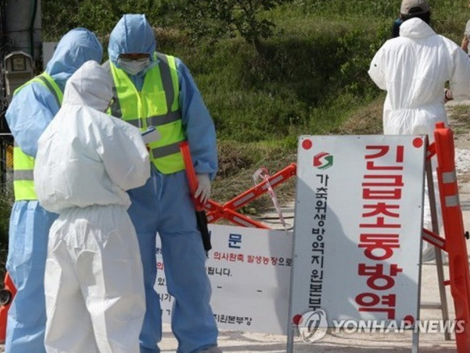 Hàn Quốc xác nhận trường hợp nhiễm cúm gia cầm ở thành phố Busan