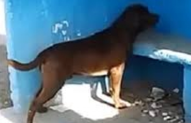 Chú chó cả ngày chỉ ngồi nhìn bức tường xanh