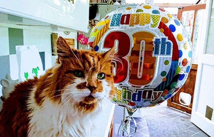 “Cụ” mèo già nhất thế giới mừng sinh nhật lần thứ 138