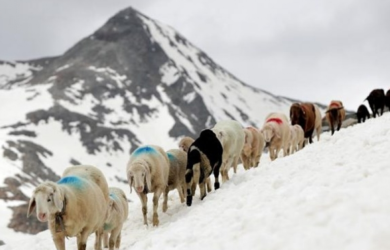 Hành trình vượt dãy Alps phủ đầy tuyết trắng của bầy cừu