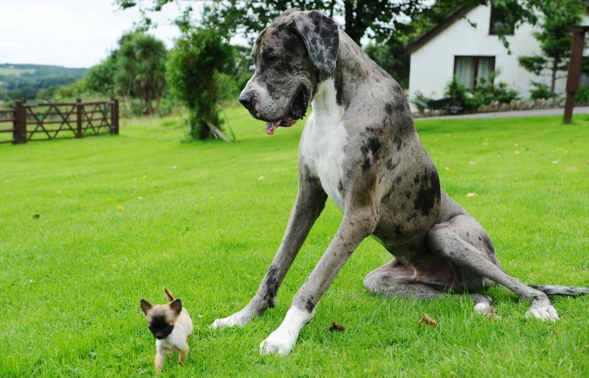 Chú chó cao lớn nhất hành tinh qua đời