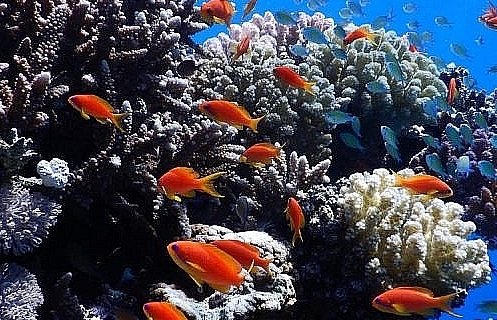 Trước biến đổi khí hậu, Israel và một số nước Arab cùng bắt tay bảo vệ san hô tại Biển Đỏ