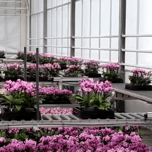 Dẫn đầu thế giới về ngành công nghiệp trồng hoa, Hà Lan dùng robot chăm sóc “cây biết đi"